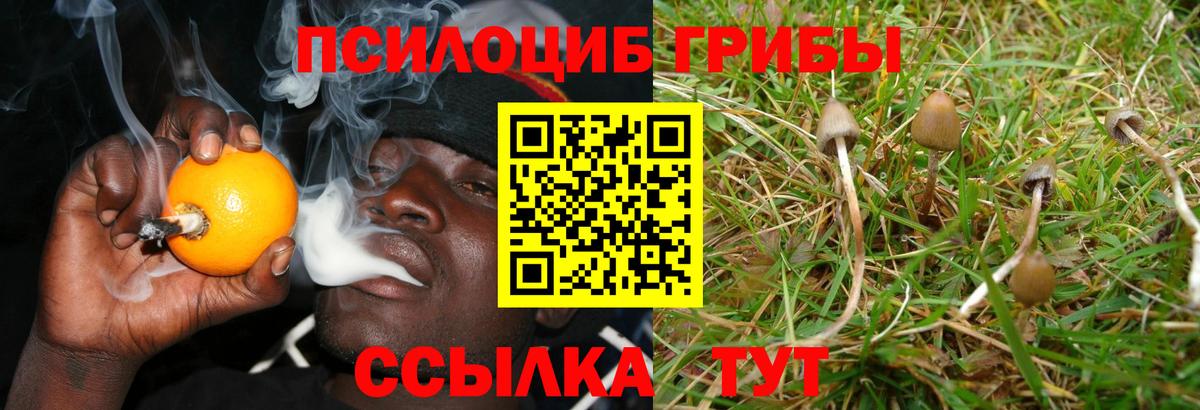 Заинск  купить наркотики сайты  Вход с VPN  Псилоцибиновые грибы Psilocybe 